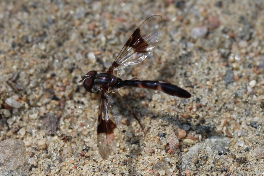 Eastern Band-winged Hover Fly – Norfolk Naturalist