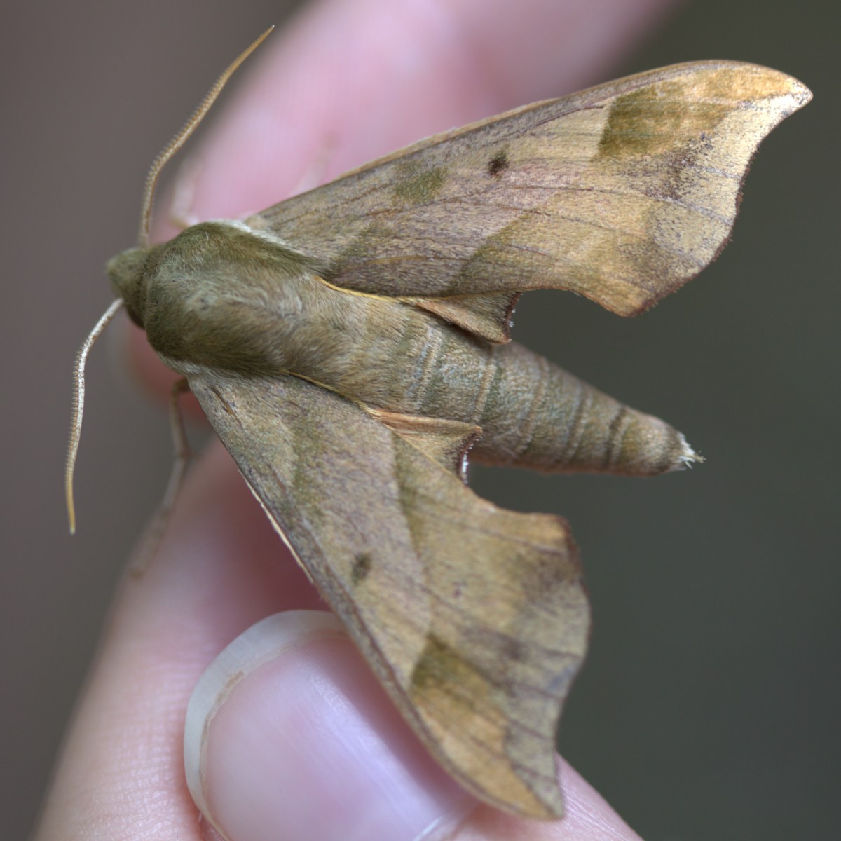 Moth Miscellany, Part 1:&nbsp;Sphingidae