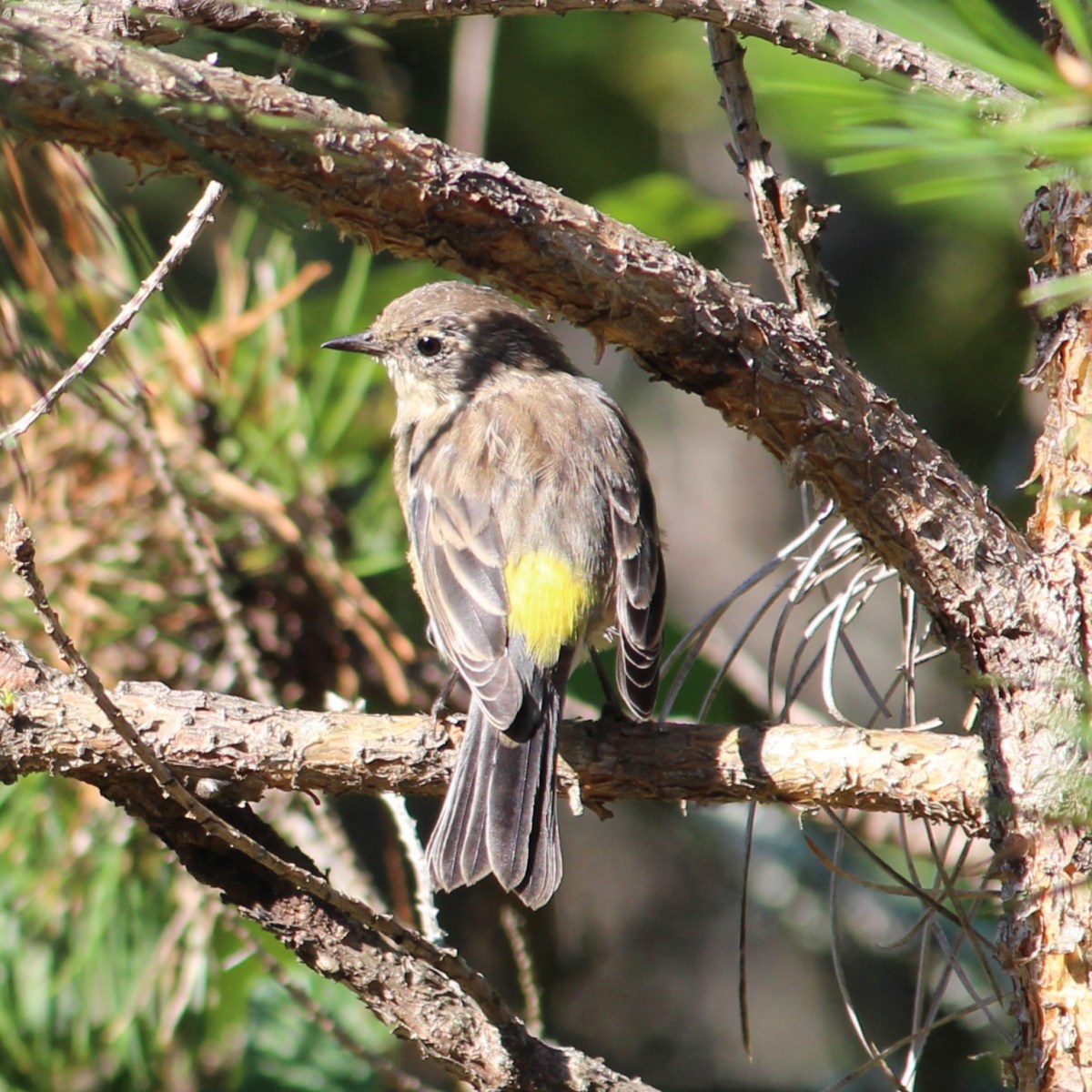 Warbler River (Algonquin Observations August 2023, Part&nbsp;3)
