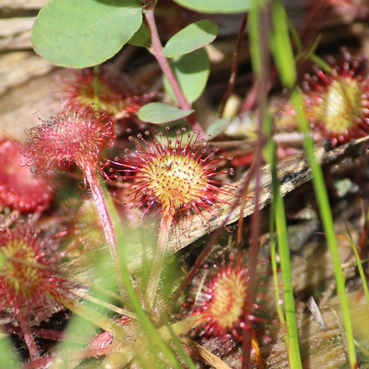 Peck Lake Trail (Algonquin Observations August 2023, Part&nbsp;4)