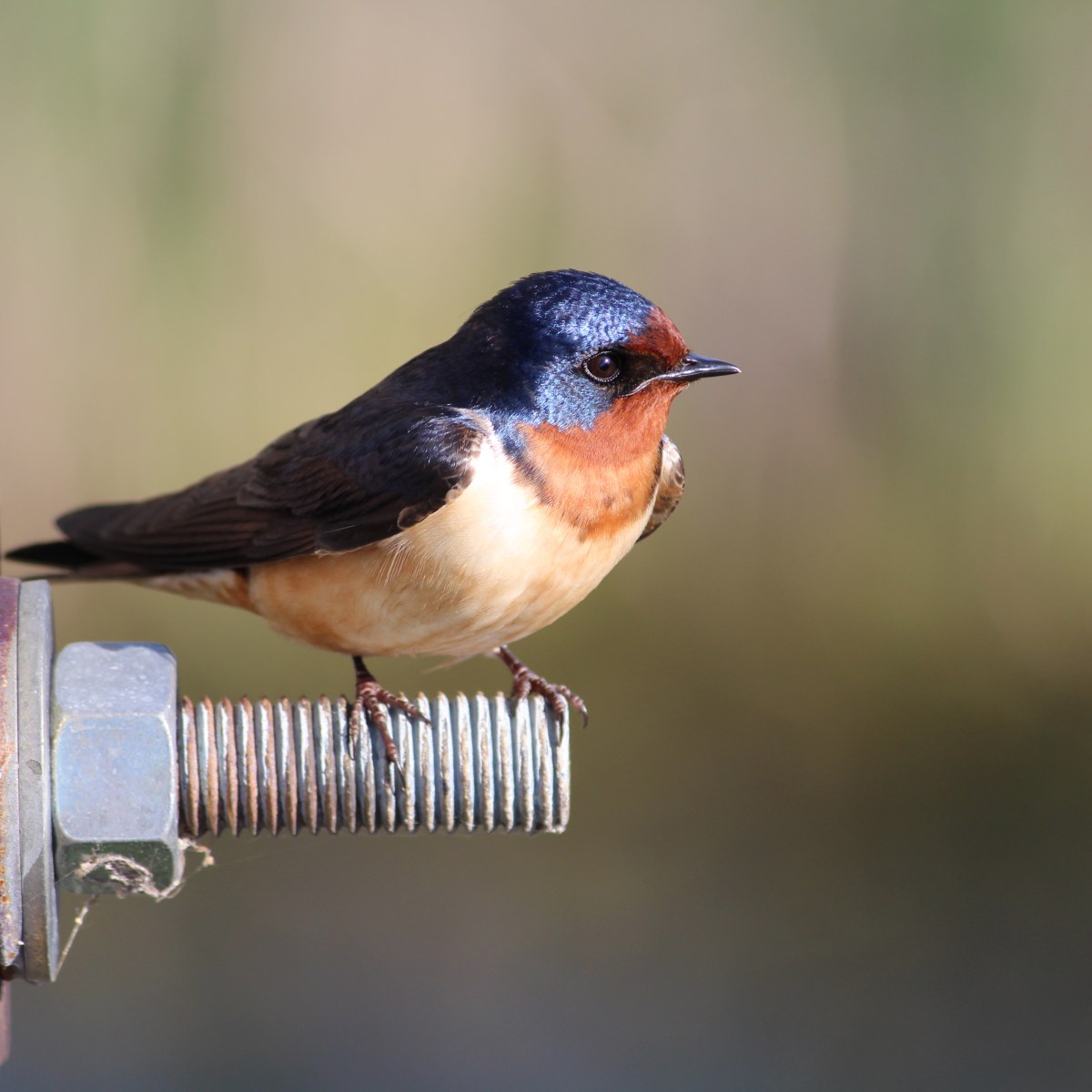 Birding Bonanza, Part 1:&nbsp;Hirundinidae