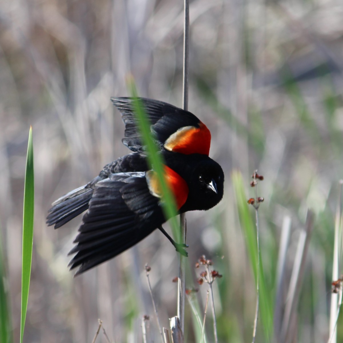 Birding Bonanza, Part 2:&nbsp;Icteridae