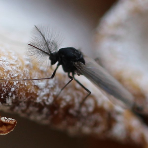 Friends that Look like&nbsp;Foes