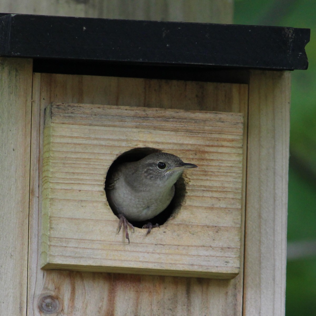 Happy 5 Years, Norfolk&nbsp;Naturalist!
