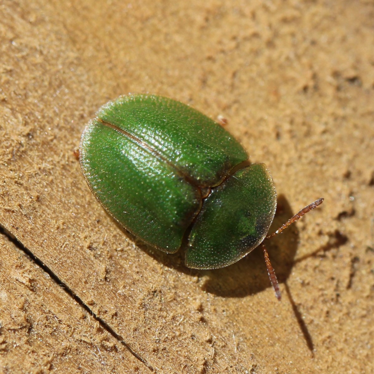 Norfolk Naturalist Year in  Photos, (Dec 2023-Nov&nbsp;2024)