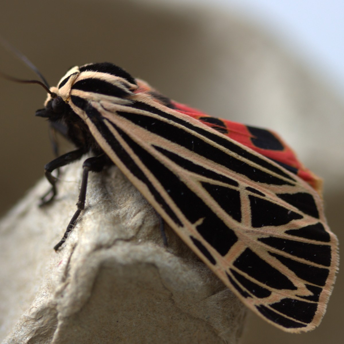 Moth Miscellany, Part 2:&nbsp;Erebidae