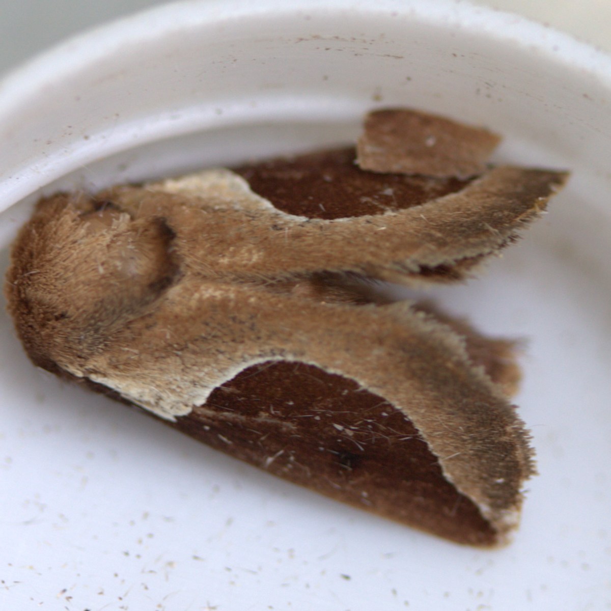 Moth Miscellany, Part 3:&nbsp;Limacodidae