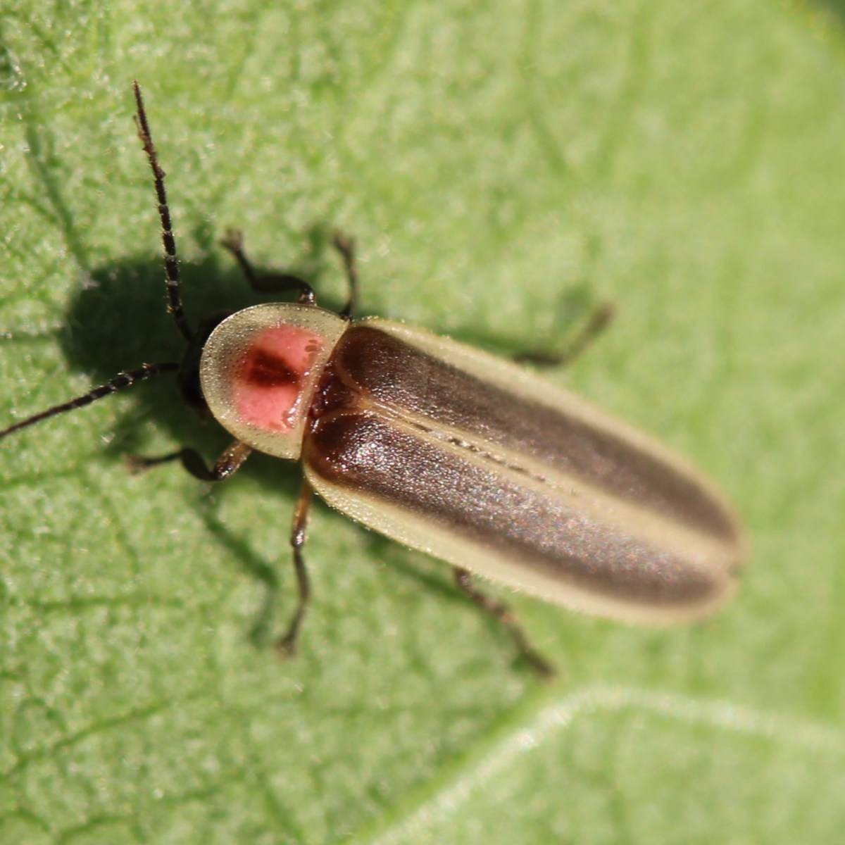 Norfolk Naturalist Year in Photos, (Dec 2024-Nov&nbsp;2025)