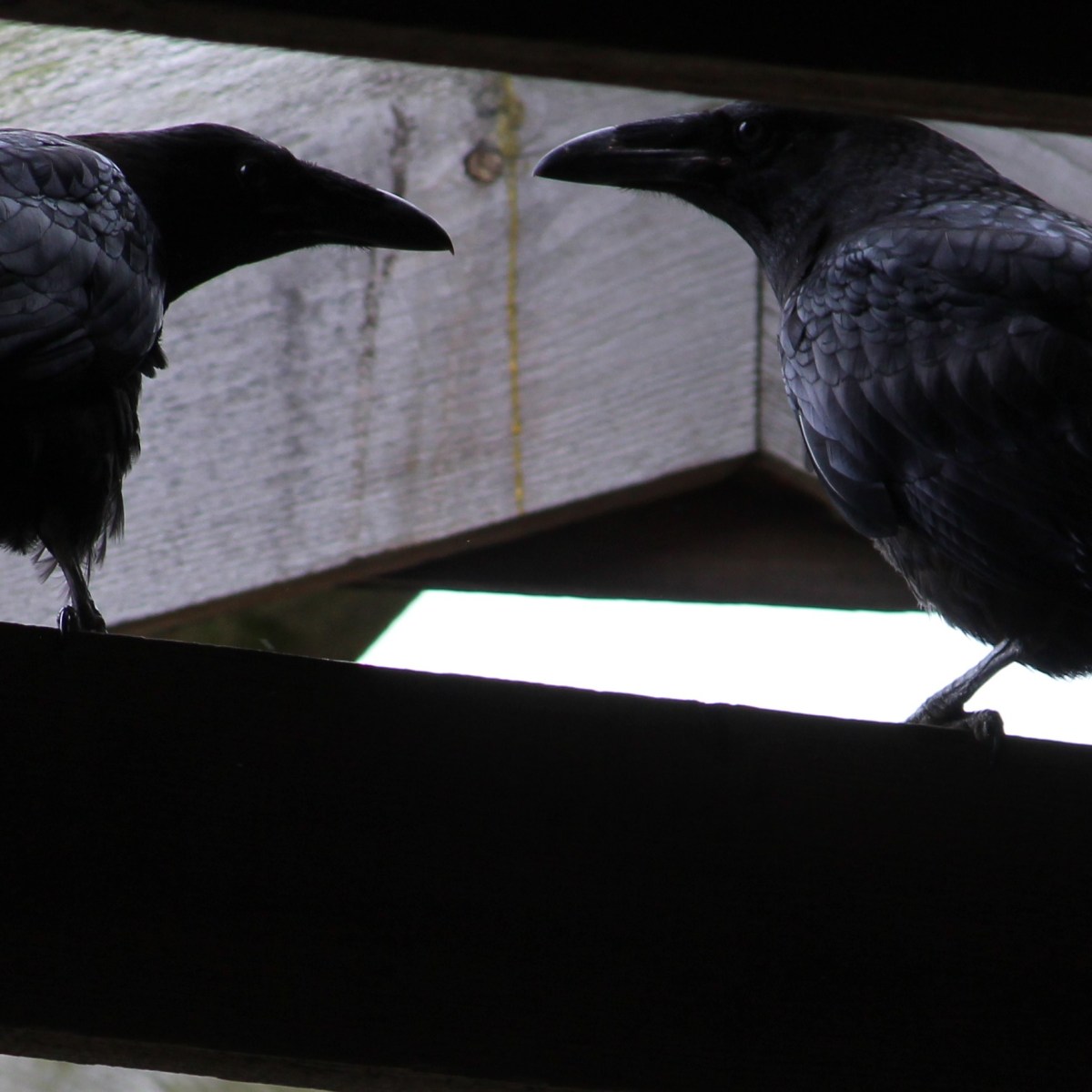 Happy 6th Birthday, Norfolk&nbsp;Naturalist!